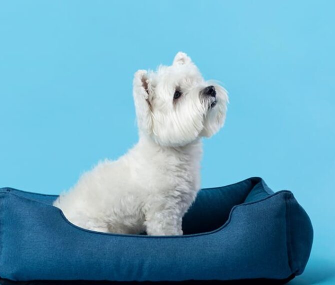 linha-pet-1