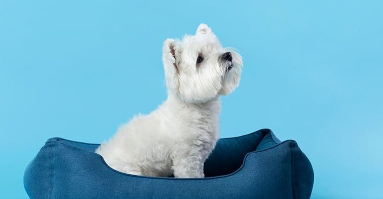 linha-pet-1