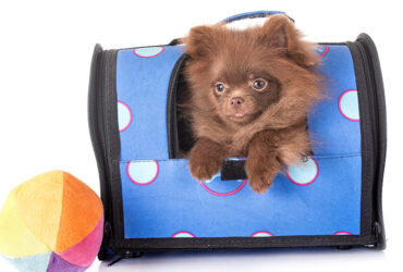 linha-pet-3